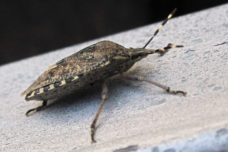 Stink Bugs In Ohio Look For A Way Inside Before Winter Hits Wowo