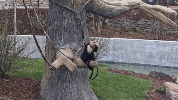 FW Zoo Monkey Island/pic provided by Heather Starr