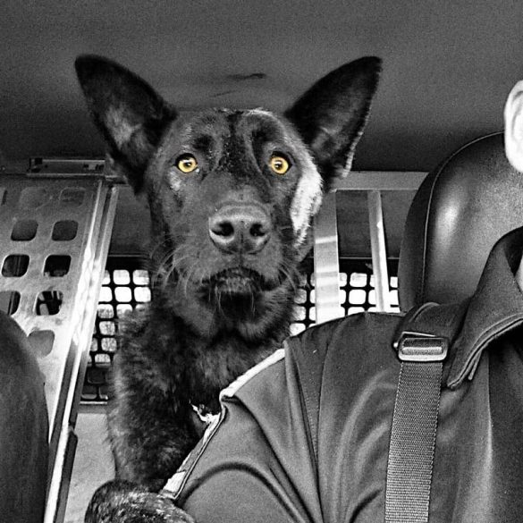 K-9 Officer Loki/Pic Provided by Dupont Veterinary Clinic