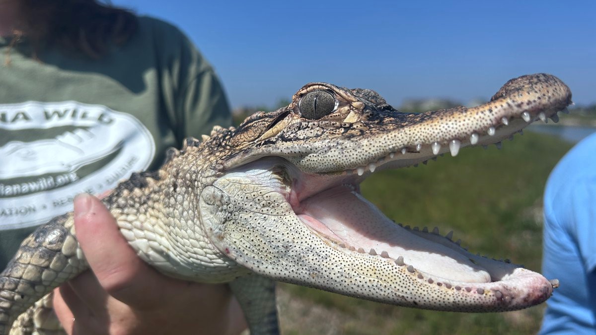 Alligator captured in Woodburn – WOWO News/Talk 92.3 FM, 1190 AM, 107.5 ...