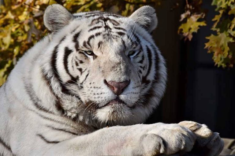 The Bengal Tiger News