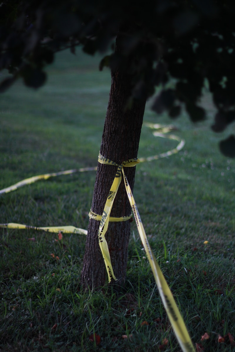 a tree with a yellow tape wrapped around it