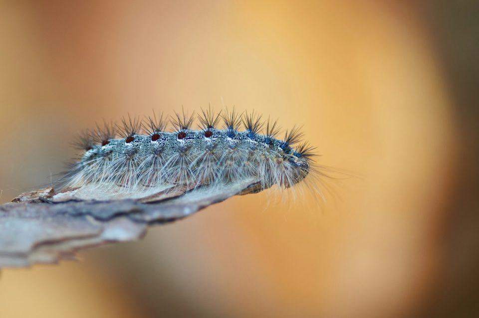 grey and blue caterpillar photograph