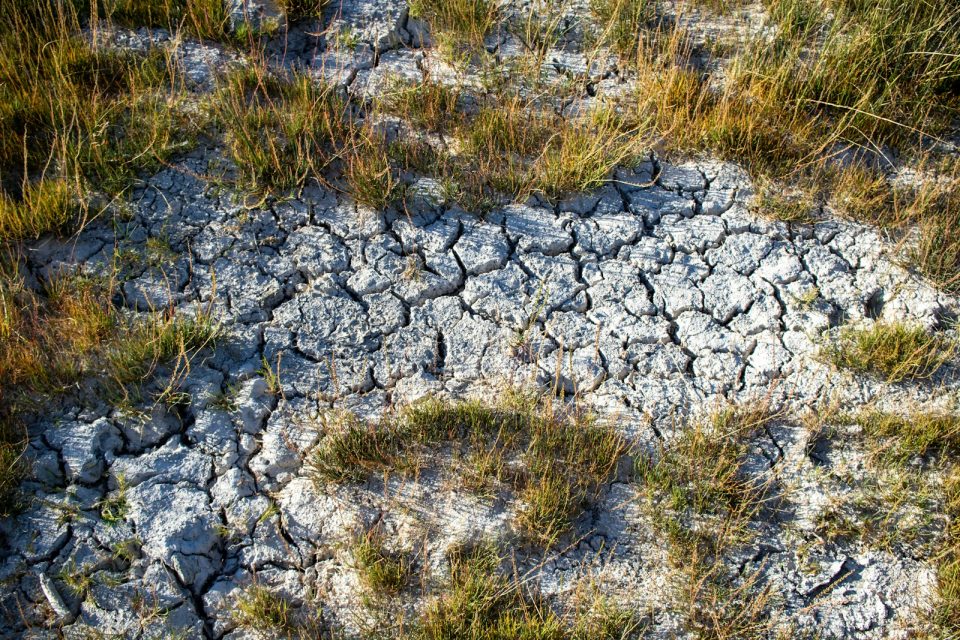 A patch of dirt with grass growing out of it