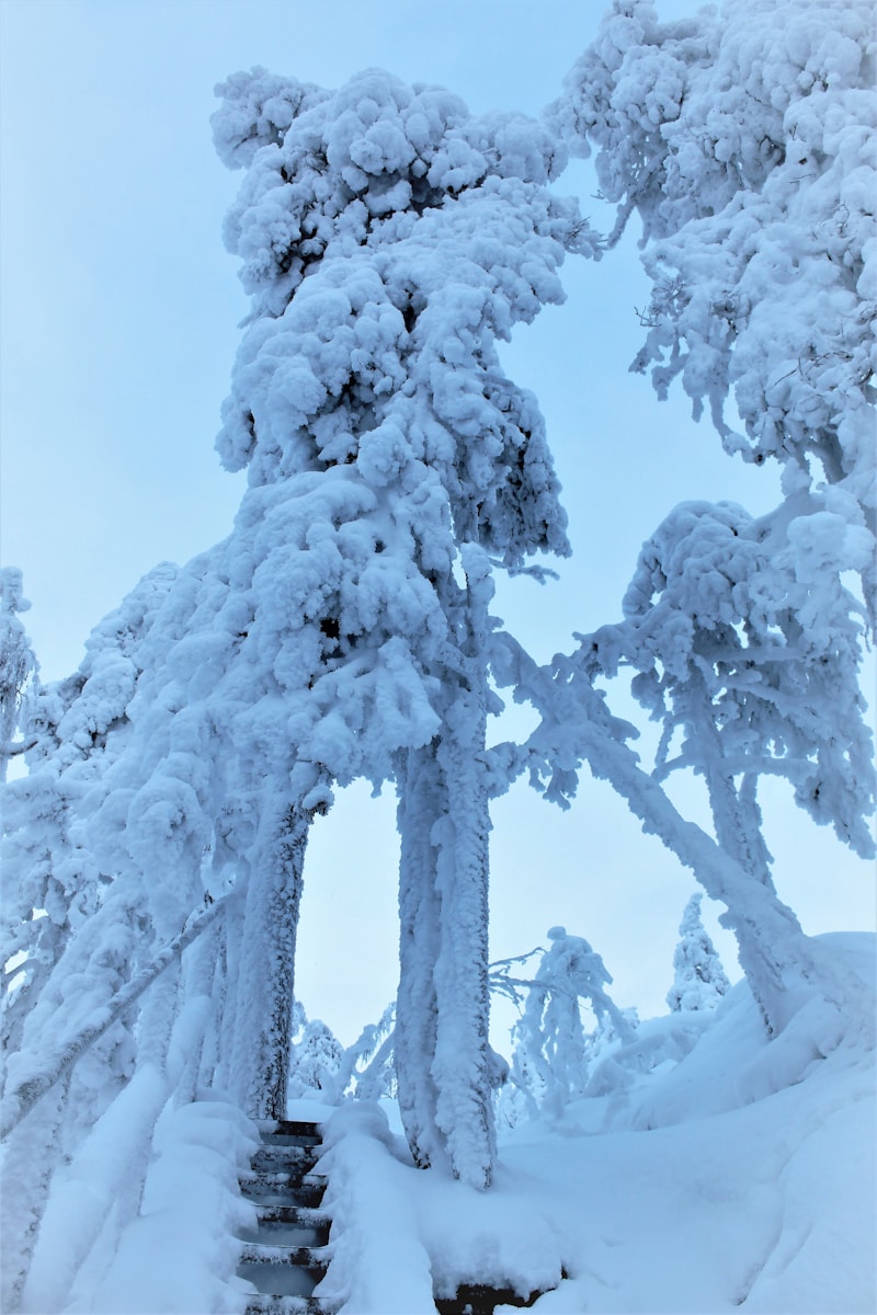 snow covered trees and steps in the snow