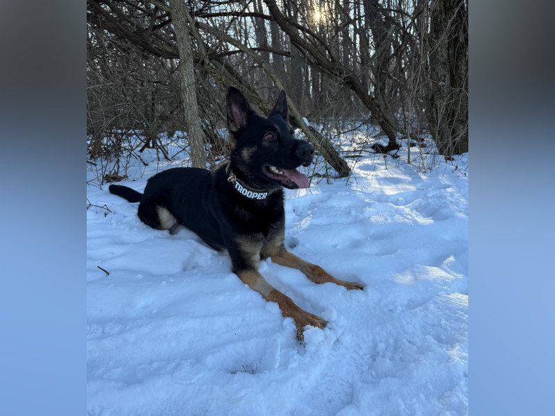 K9 Bandit - Photo from Indiana State Police