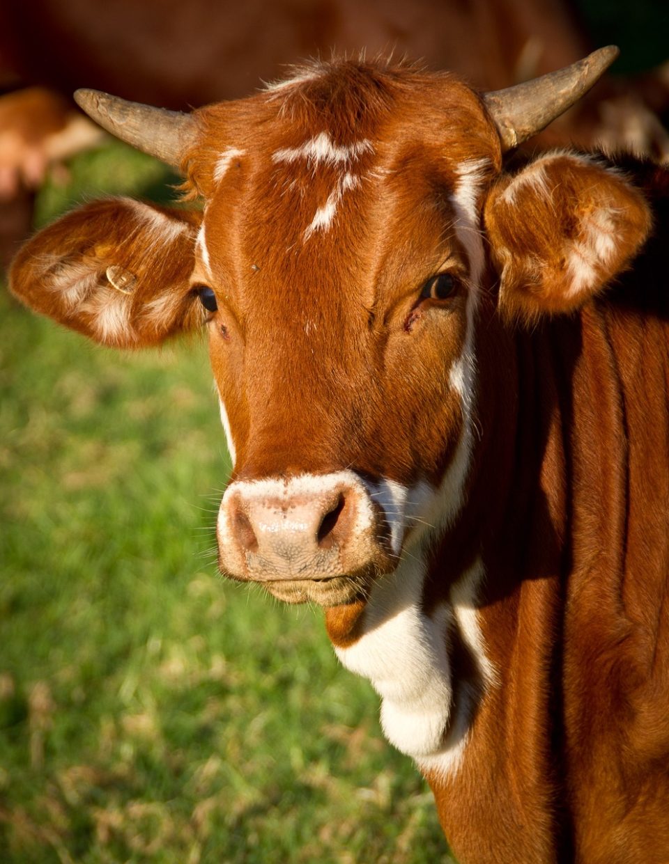 cow, animal, livestock, cattle, nature, ruminant, brown cow, horns, beef, bull, mammal, closeup, portrait, cow, cow, cow, cow, cow