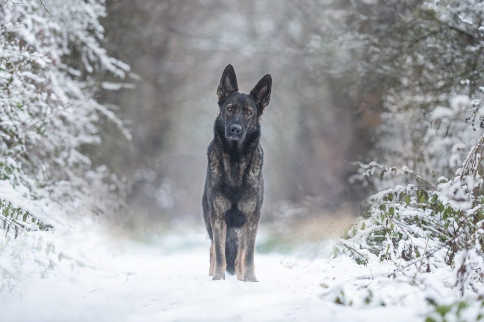 dog, nature, animal, german shepherd dog, canine, pet, snow, winter