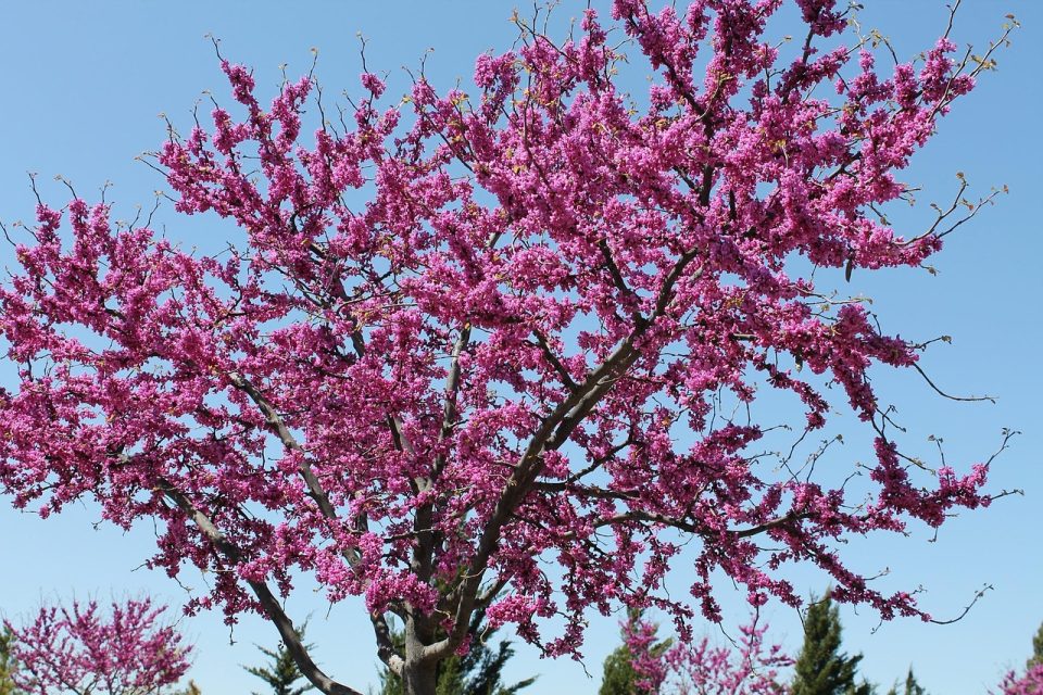 redbud, tree, oklahoma, state tree, symbolic, nature, midwest city, redbud, redbud, redbud, redbud, redbud, oklahoma