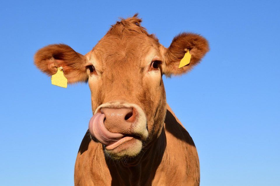 cow, lick, tongue, head, cow head, animal, cattle, nature, ruminant, mammal, farm animals, heaven, pasture, fun, brown, fur, horns, portrait, cleaning, cow, cow, cow, cow, cow
