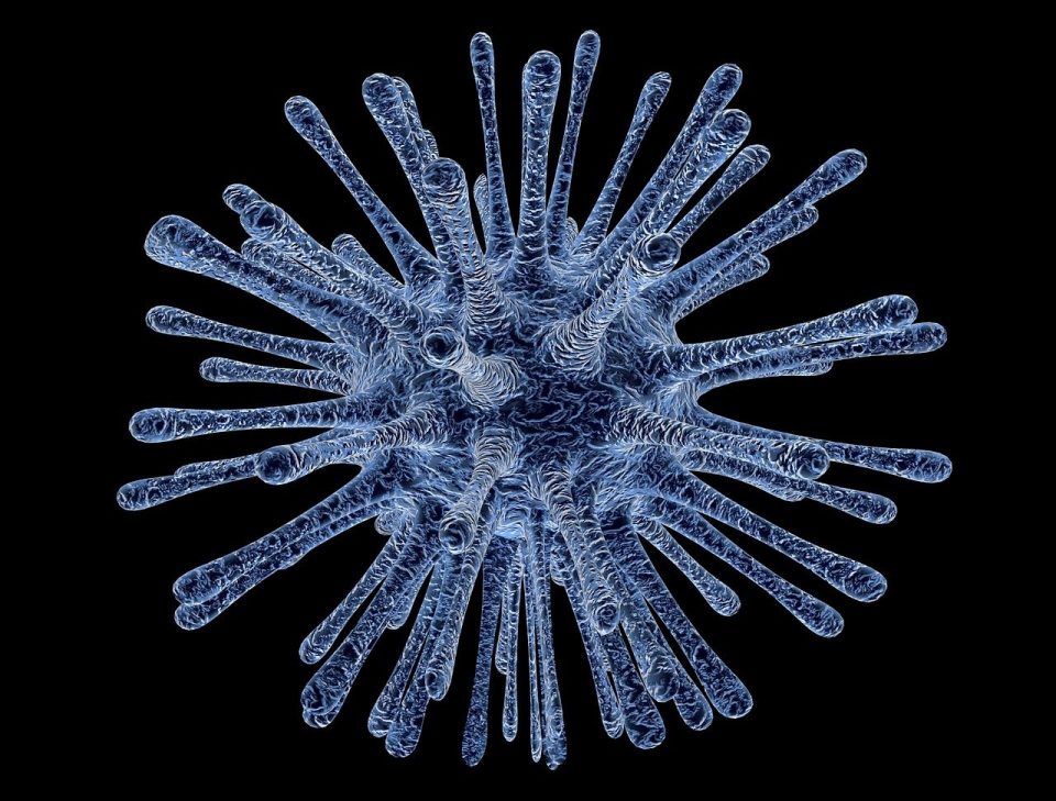 virus, bacterium, infection, disease, infectious disease, illness, biology, virus, virus, virus, virus, virus, disease