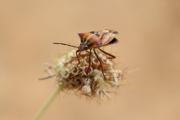 Kissing Bug Diseases Increasing - WOWO News/Talk 92.3 FM and 1190 AM