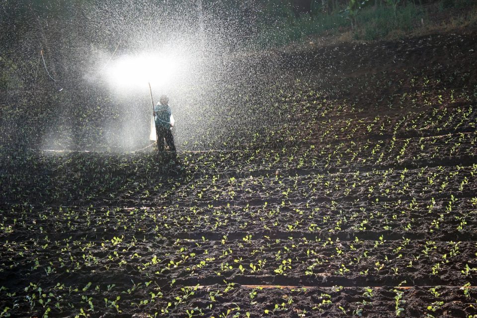 field, nature, spray, water, fertilizer, field workers, farmer