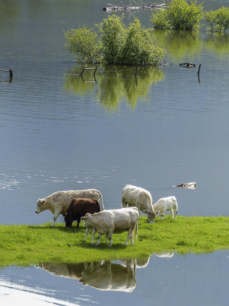 cows, calf, feeding, mammals, large, nature, cattle, farm, country, flooding, water, animals, food chain, scenery, ranch animal, outdoor, farming, ranch, reflection, mirroring, disaster, blue food, blue farm, blue mirror, blue cow, flooding, flooding, flooding, flooding, flooding, disaster, disaster, disaster