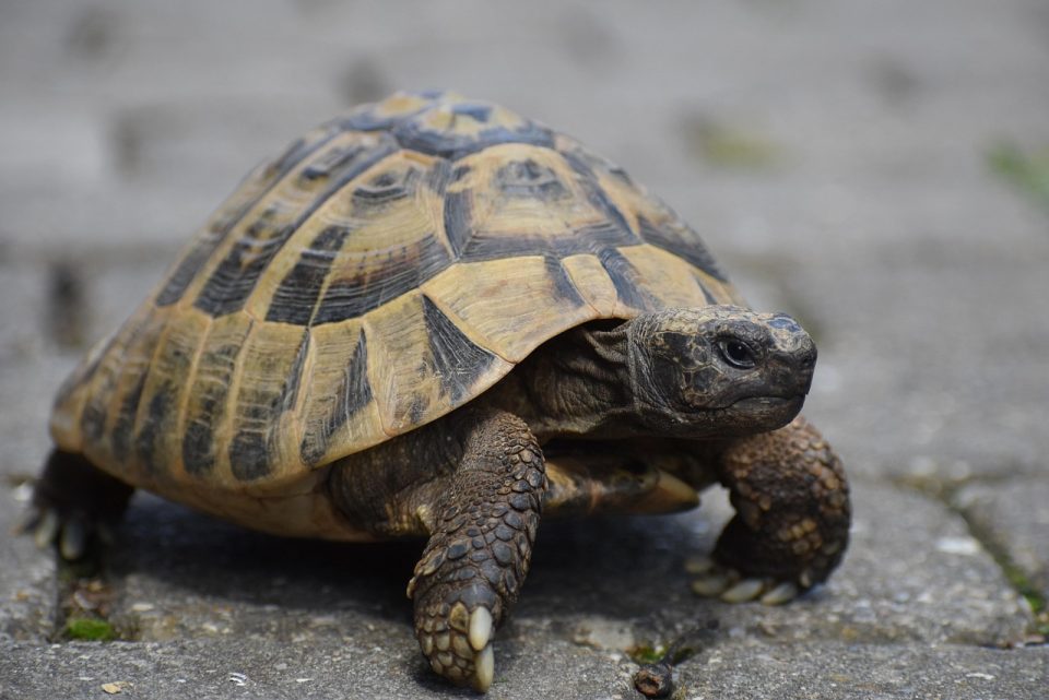tortoise, greek tortoise, reptile, tank, tortoise, tortoise, tortoise, tortoise, tortoise, greek tortoise, greek tortoise, greek tortoise