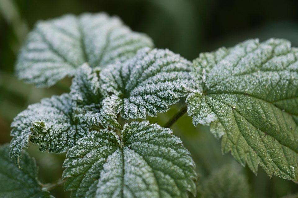 leaves, nettle, frost, season, winter, plant, close up, macro, icy, wintry, nature, nettle, nettle, nettle, nettle, frost, frost, winter, winter, winter, winter, winter, macro, icy, nature, nature