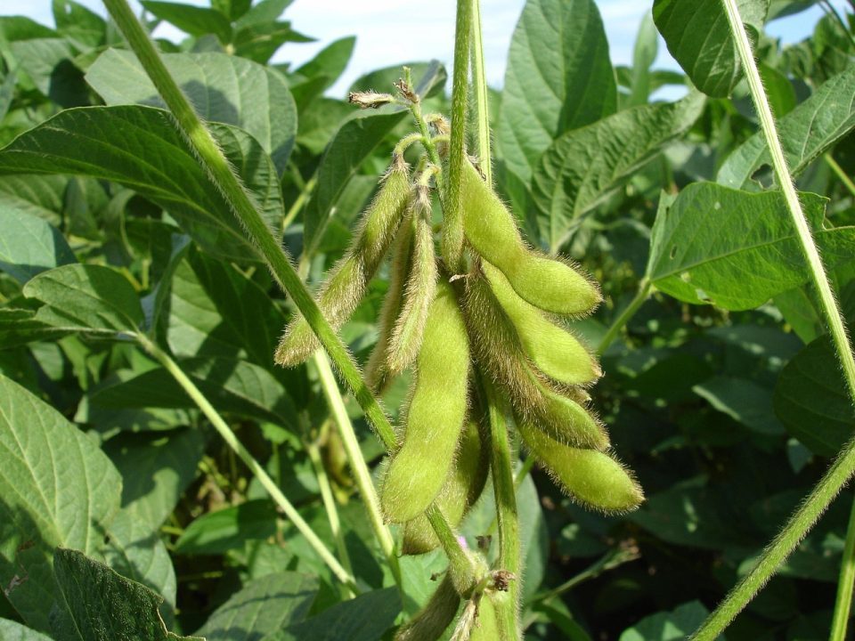 soy, hairs, pods, end of summer, floors, glycine max, farming, landscape, plantation, sheets, food, green, fields, nature, soybean, crops, grain, soy, soybean, soybean, soybean, soybean, soybean