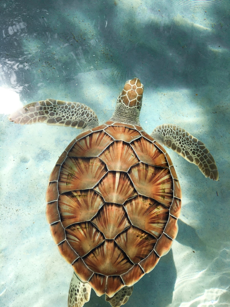 brown turtle swimming in water