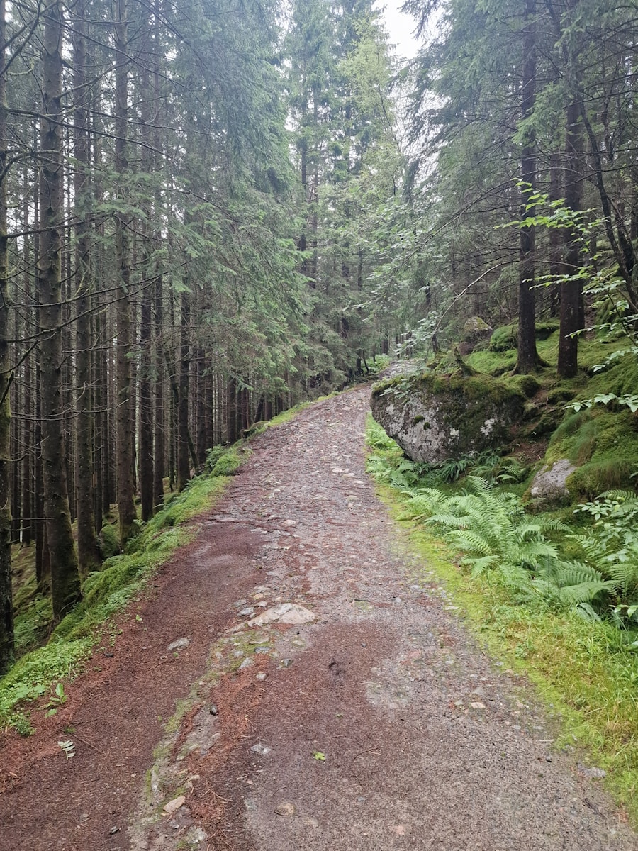 a dirt road in the middle of a forest