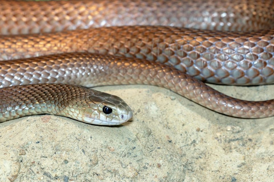 Close-up of a brown snake's head and body