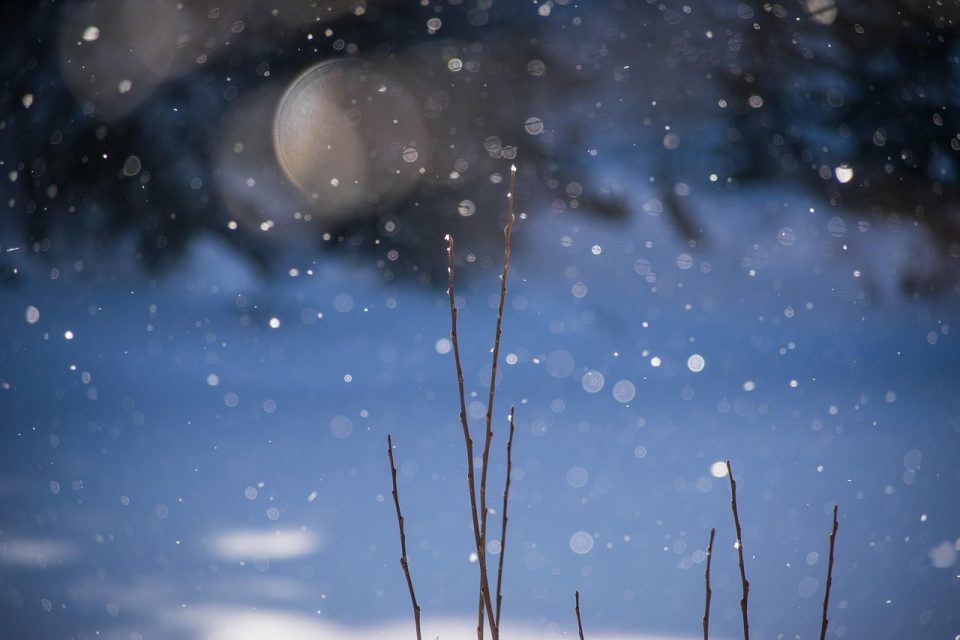 winter, frost, snow, nature, flake, snowfall