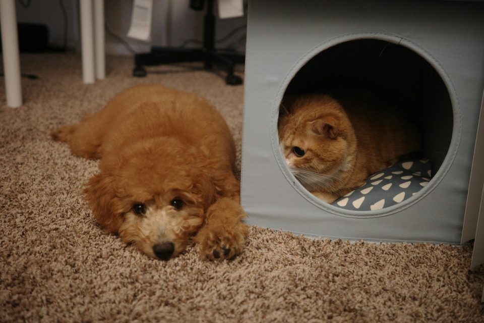 A dog laying on the floor next to a cat