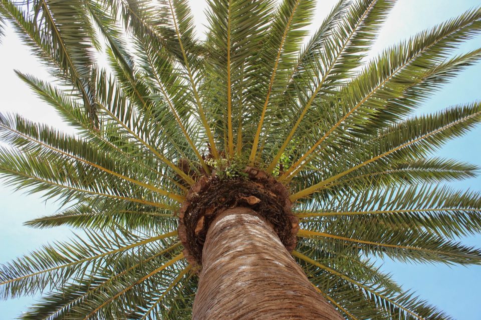 palm tree, blue sky, blue, nature, tree, tropical, menorca, summer, palm tree, palm tree, palm tree, palm tree, palm tree, nature, nature, tree, tree