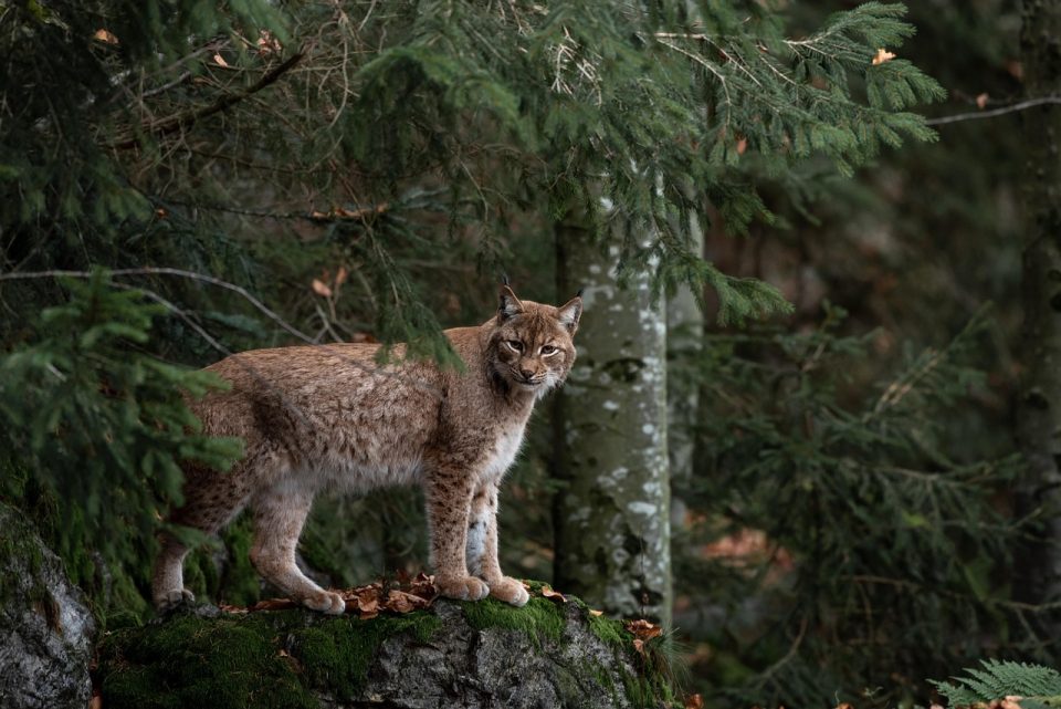 bobcat, forest, nature, predator, beast, species, fauna, mammal, bobcat, bobcat, bobcat, bobcat, bobcat