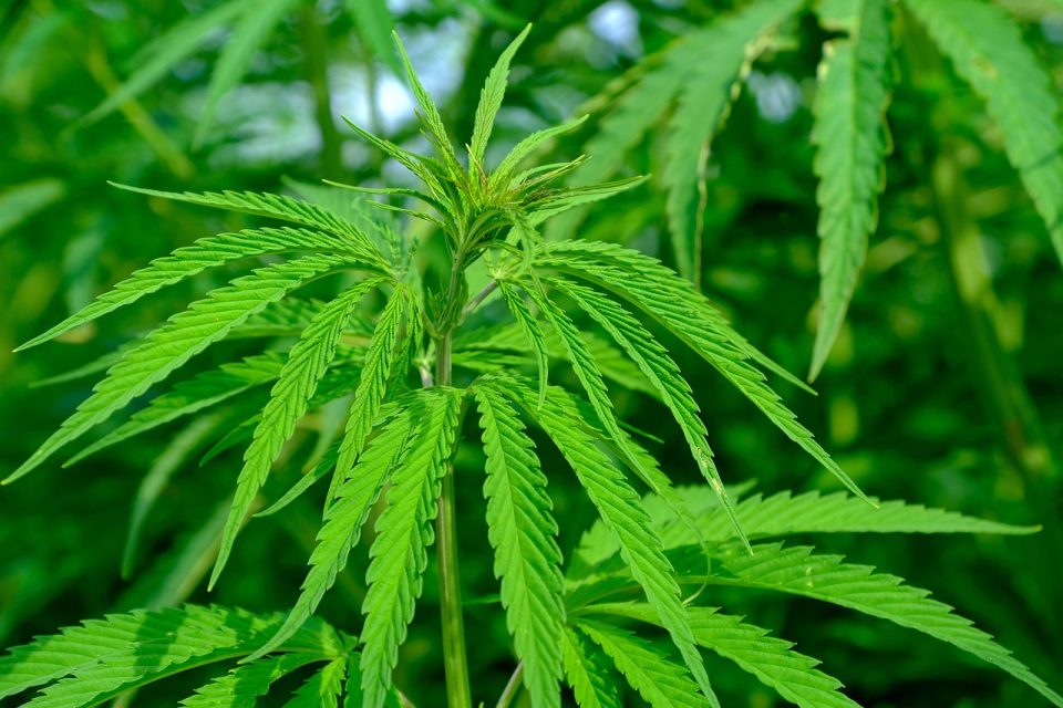hemp, cannabis sativa, nature, crop, agriculture, plug, green, industrial hemp, growth, summer, hemp leaf, leaves