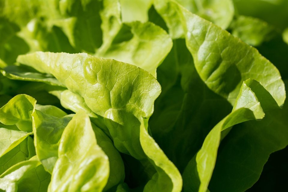 green, lettuce leaves, garden, foliage, vegetables, harvest, produce, organic, fresh, nature, food, food photography, close up, eat, healthy, lettuce, vegetarian, raw food