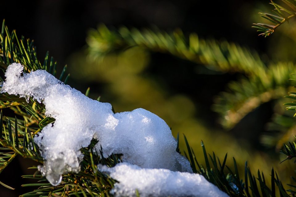 snow, nature, ice, white, melt, melting, christmas, seasonal, pine, pine needles, fresh, winter, england