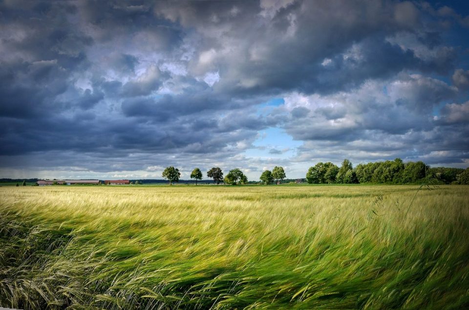 grain, cereals, field, trees, harvest, summer, wheat field, landscape, plant, clouds, forward, wind, wind swath, nature, green, environment, wind, wind, wind, wind, wind, environment