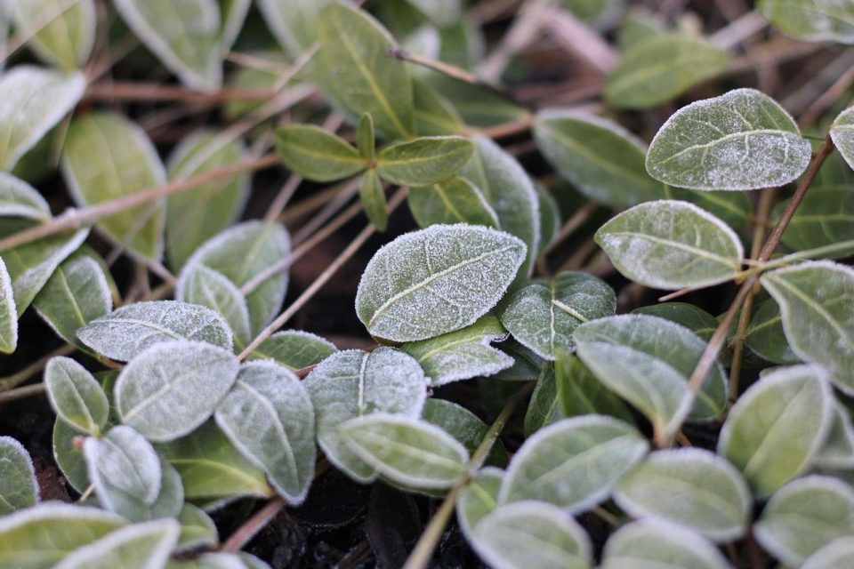 leaves, macro, frost, garden, plant, nature, botany, foliage, growth, frost, frost, frost, frost, frost