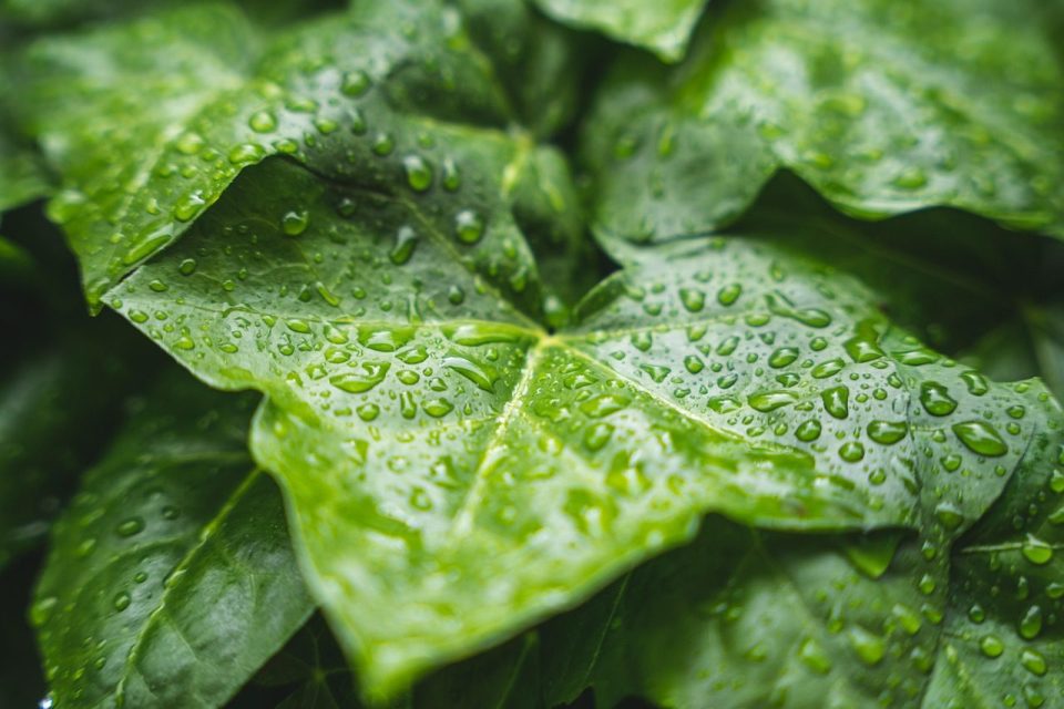plant, raindrop, foliage leaves, water, green, leaves, rain, nature, summer rain