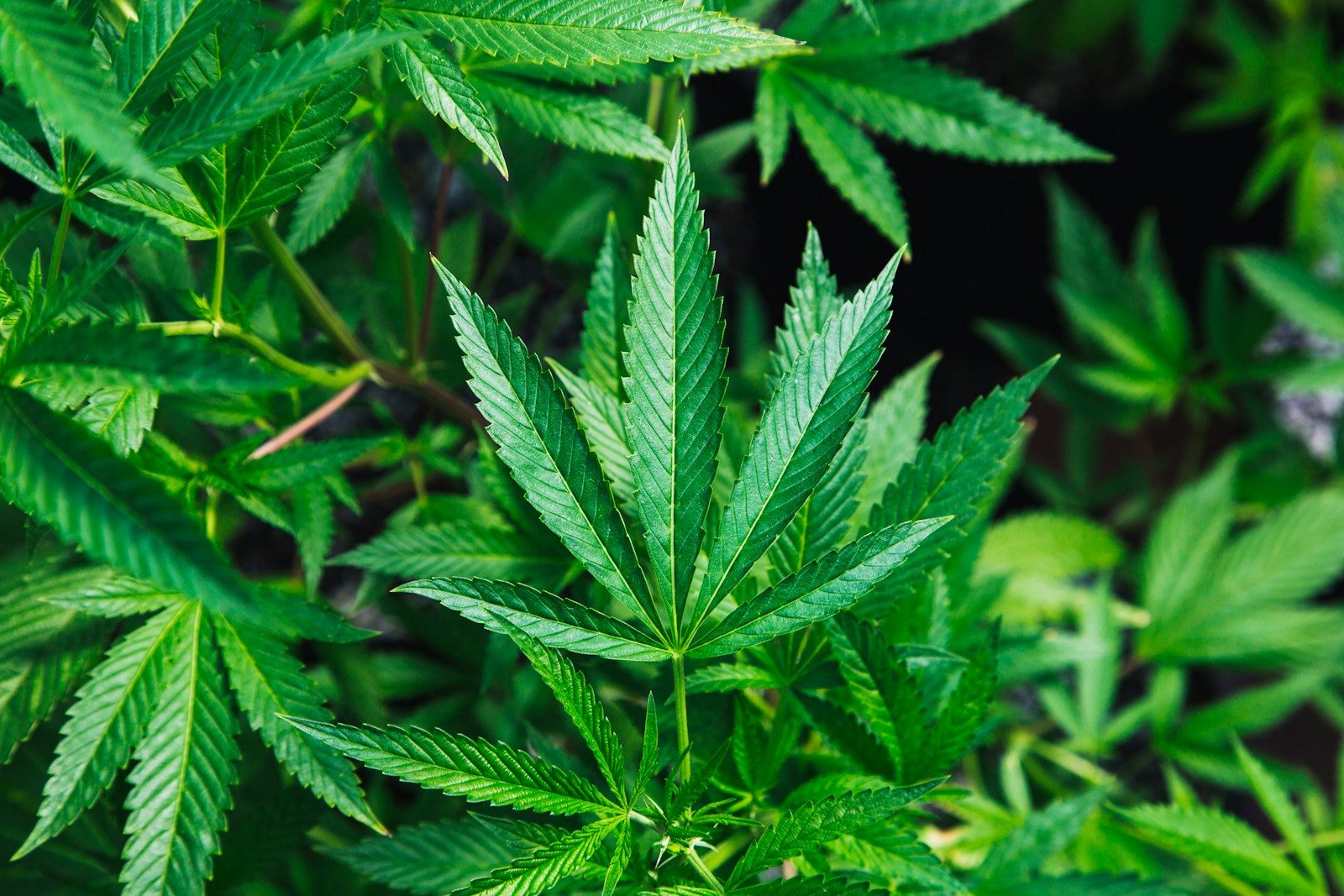 Indiana Governor Signals Openness to Marijuana Legalization