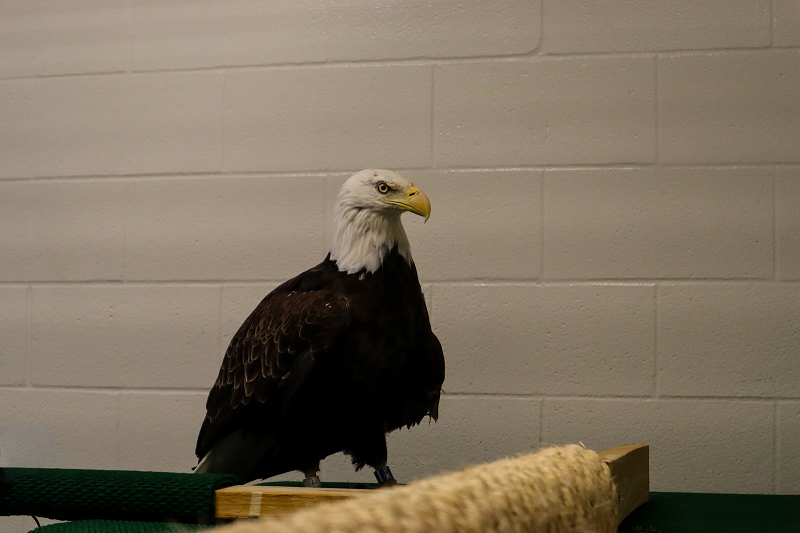 Liberty - Photo by Fort Wayne Zoo