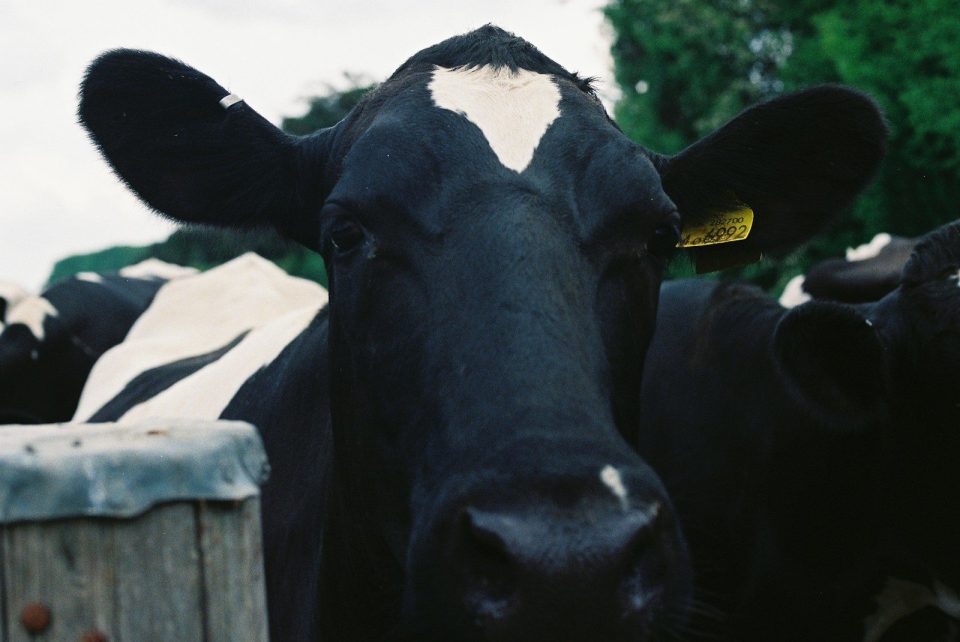 Close up of a black and white cow's face