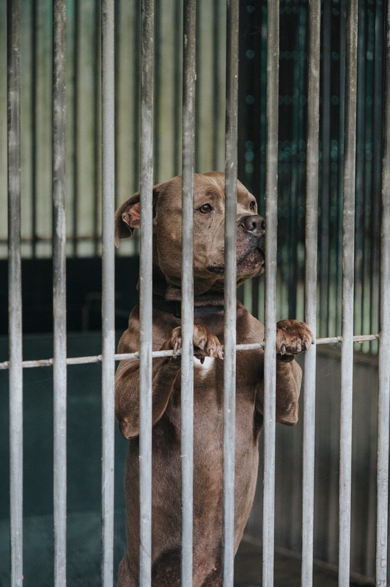 a brown dog standing on its hind legs in a cage
