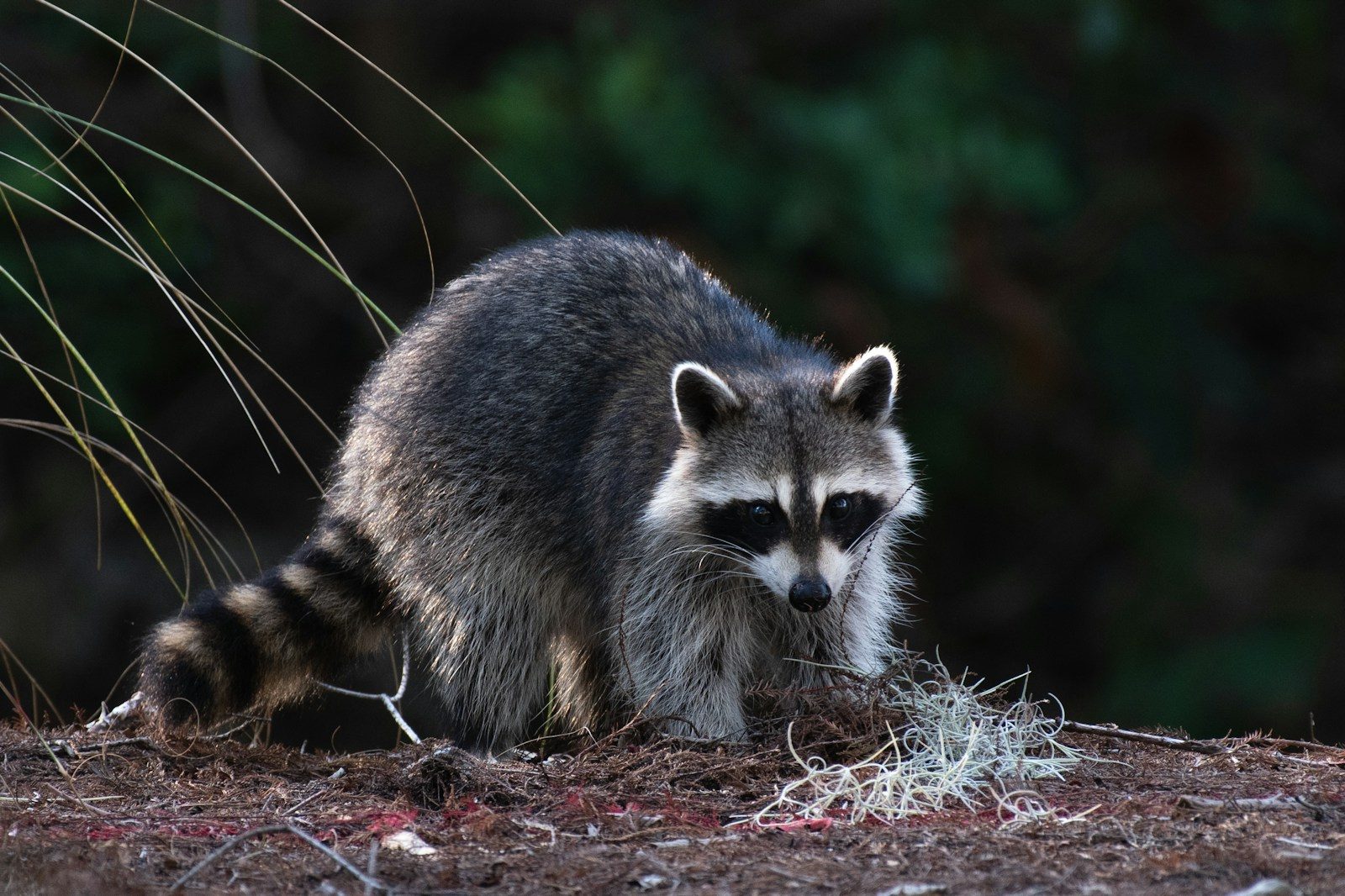 Drunken Raccoon Passes Out on Virginia Liquor Store Bathroom Floor