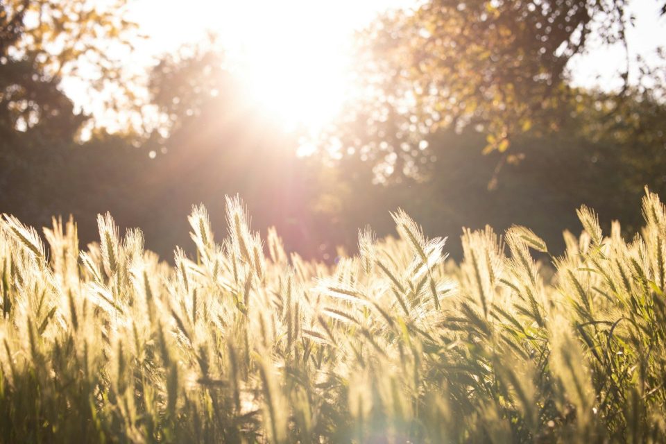 green grass field during daytime