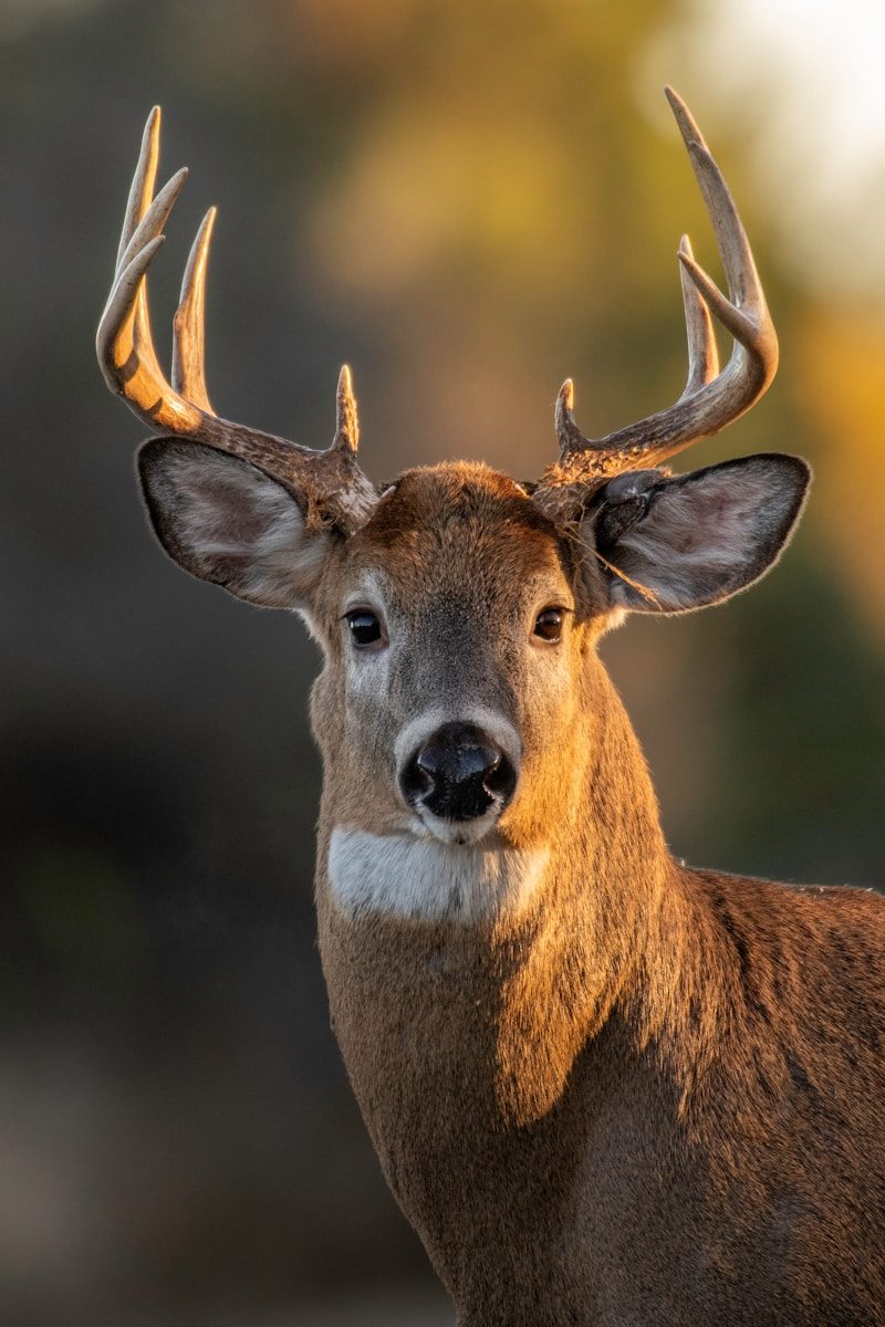 a deer with antlers