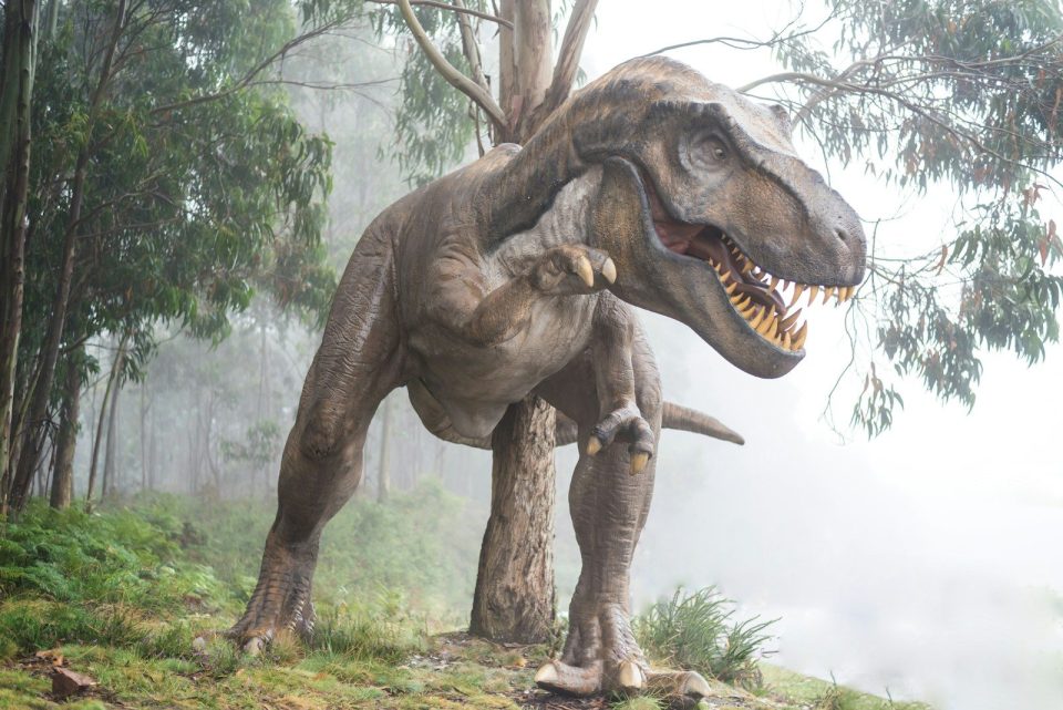 A Tyrannosaurus rex model in a misty forest with tall eucalyptus trees