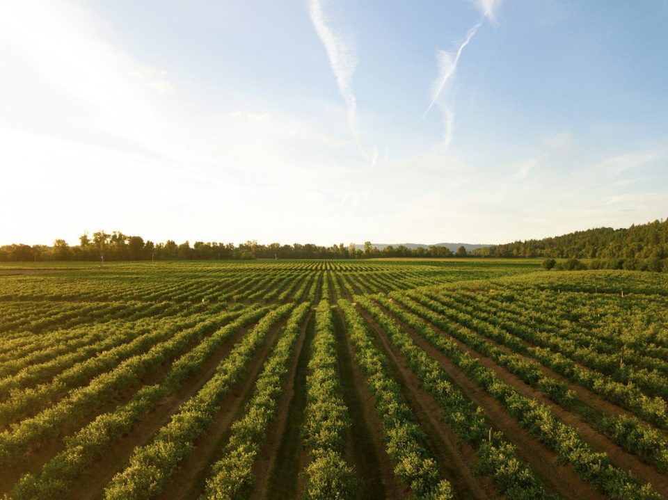 rows of green crops in field at sunset