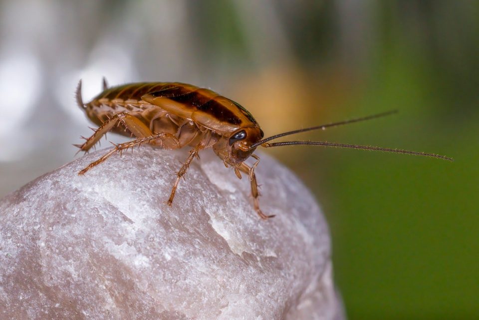 A cockroach is perched on a textured surface